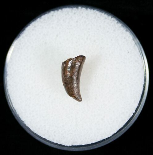 Small Cretaceous Crocodile Tooth - Morocco #6981